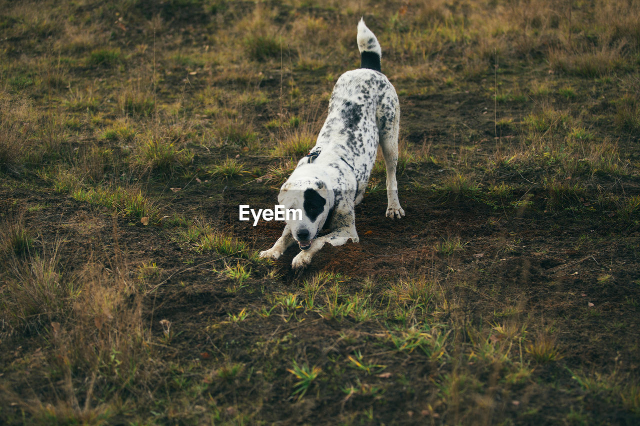 DOG RUNNING ON GRASS