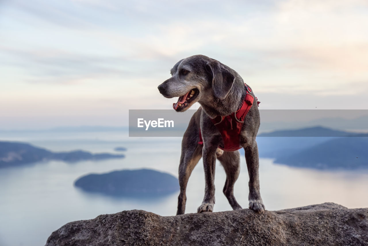 DOG LOOKING AWAY AGAINST MOUNTAIN