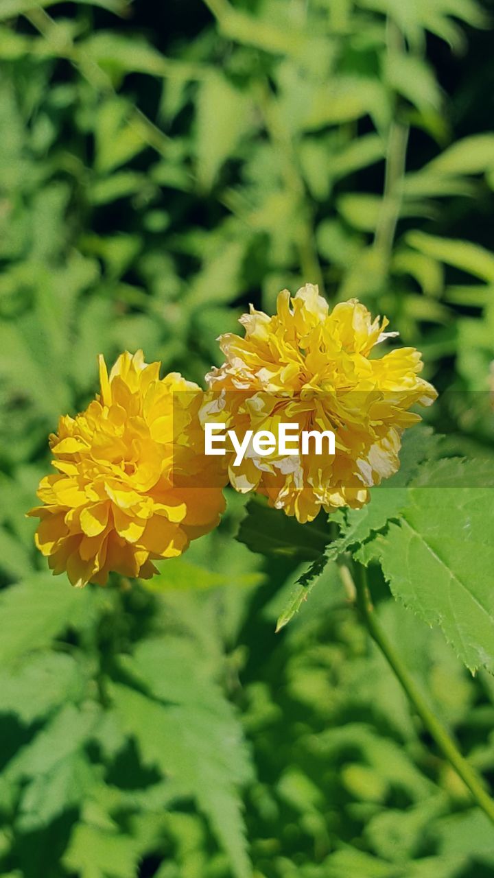 Close-up of yellow flowers