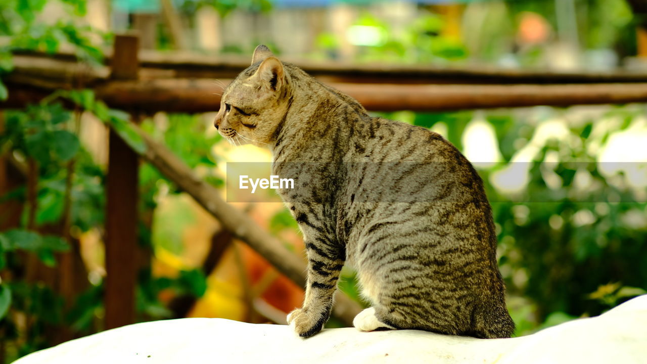 SIDE VIEW OF A CAT LOOKING AWAY OUTDOORS