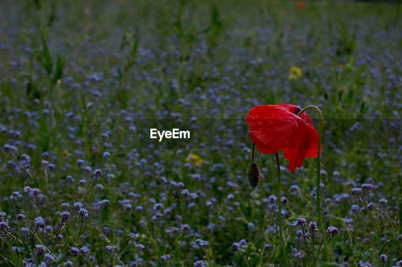Close-up of fresh red poppy flowers blooming in field