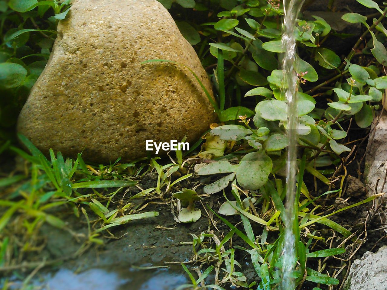 CLOSE-UP OF FRUITS GROWING IN PLANT