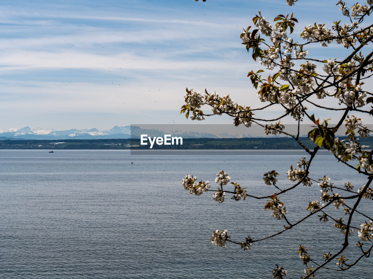 water, nature, beauty in nature, sky, tree, scenics - nature, sea, tranquility, plant, tranquil scene, morning, shore, reflection, no people, body of water, travel destinations, landscape, cloud, environment, travel, outdoors, day, land, non-urban scene, mountain, branch, flower, idyllic, tourism, beach, animal wildlife, animal, coast, animal themes, winter, horizon, wildlife