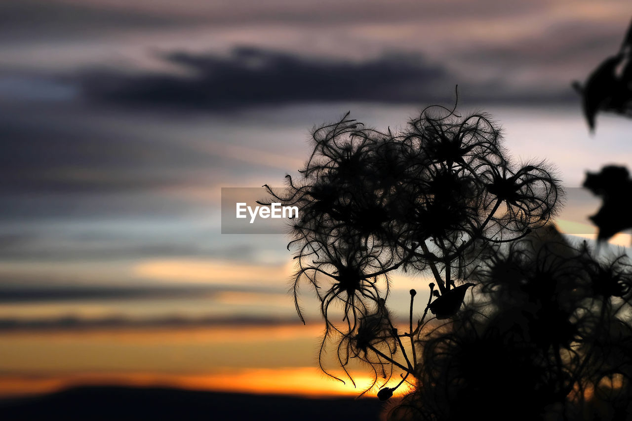 SILHOUETTE OF PLANT AGAINST ORANGE SKY