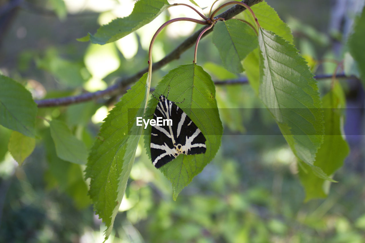 BUTTERFLY ON LEAF