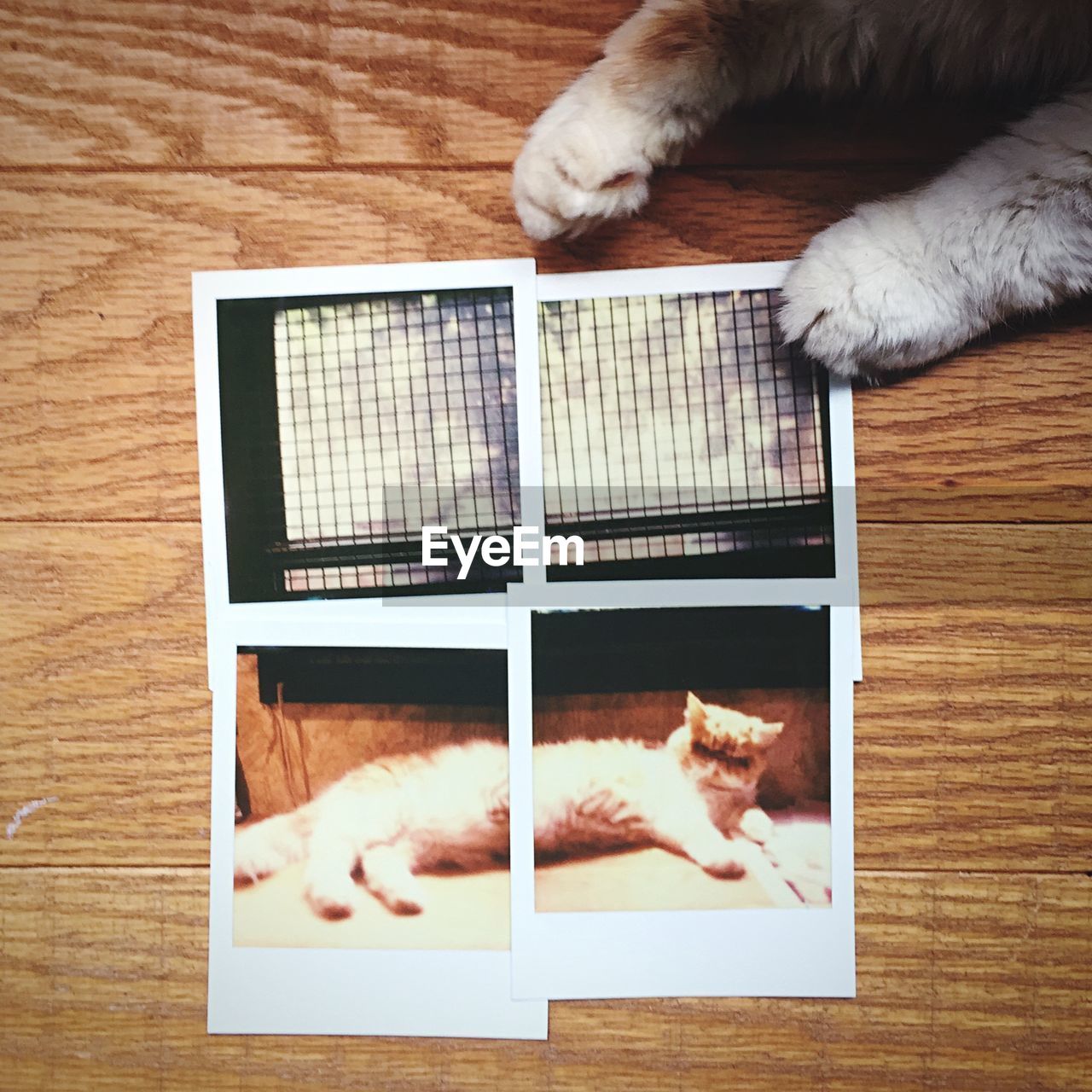 Close-up of cat near photographs