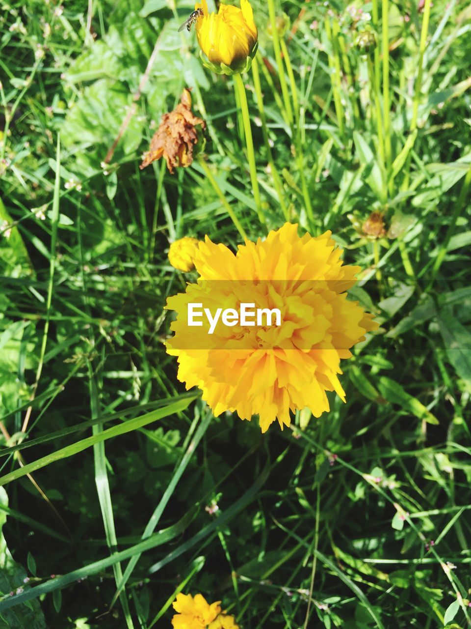 CLOSE-UP OF YELLOW FLOWER BLOOMING IN PARK