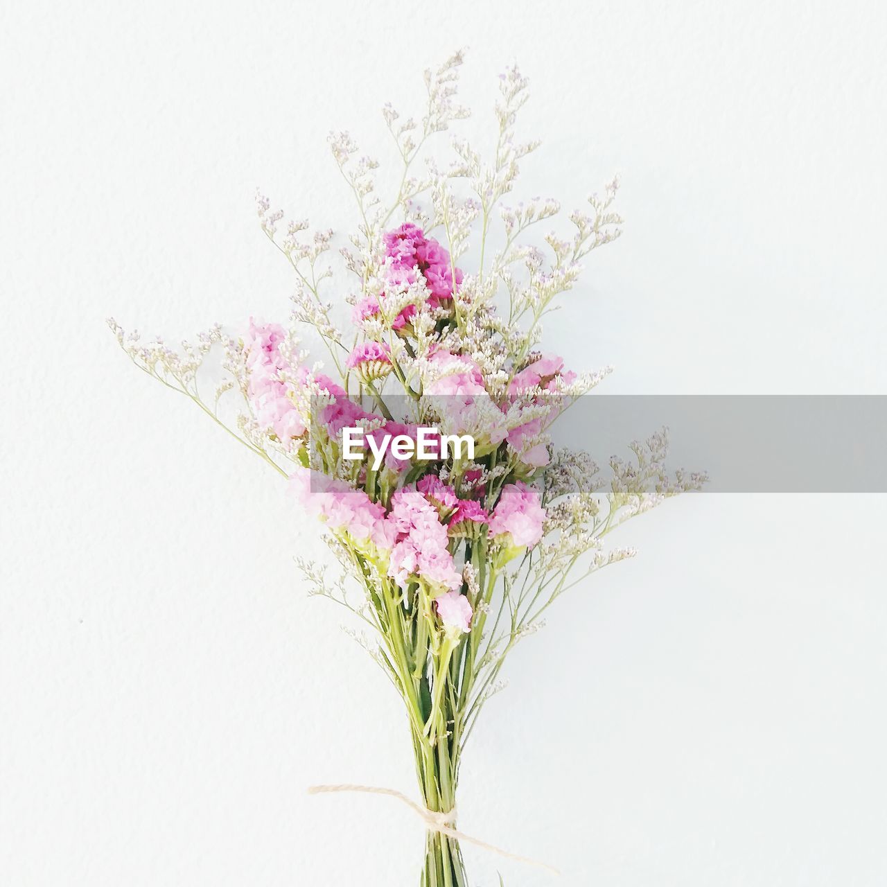 Close-up of pink flowers against white background