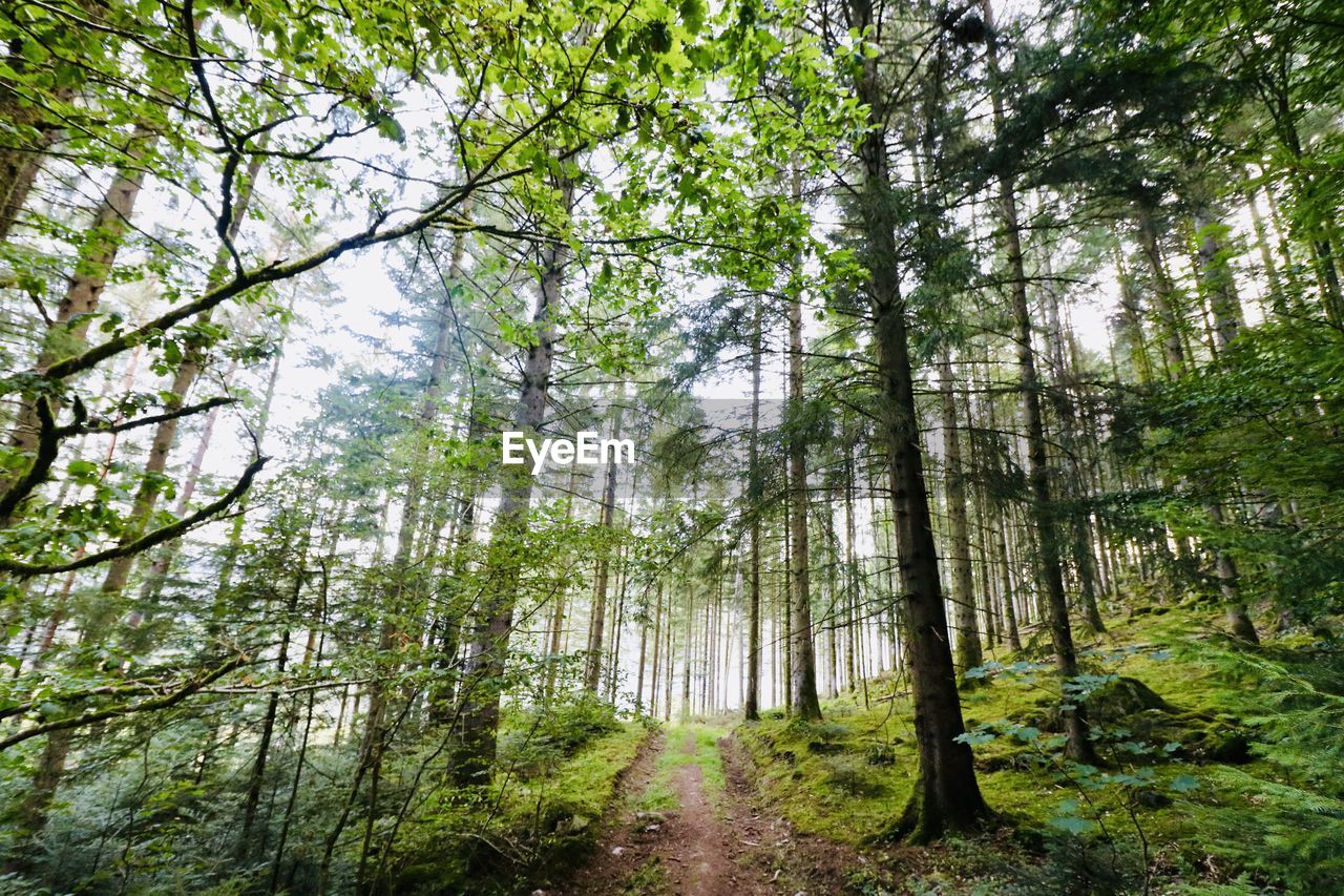 Low angle view of bamboo trees in forest