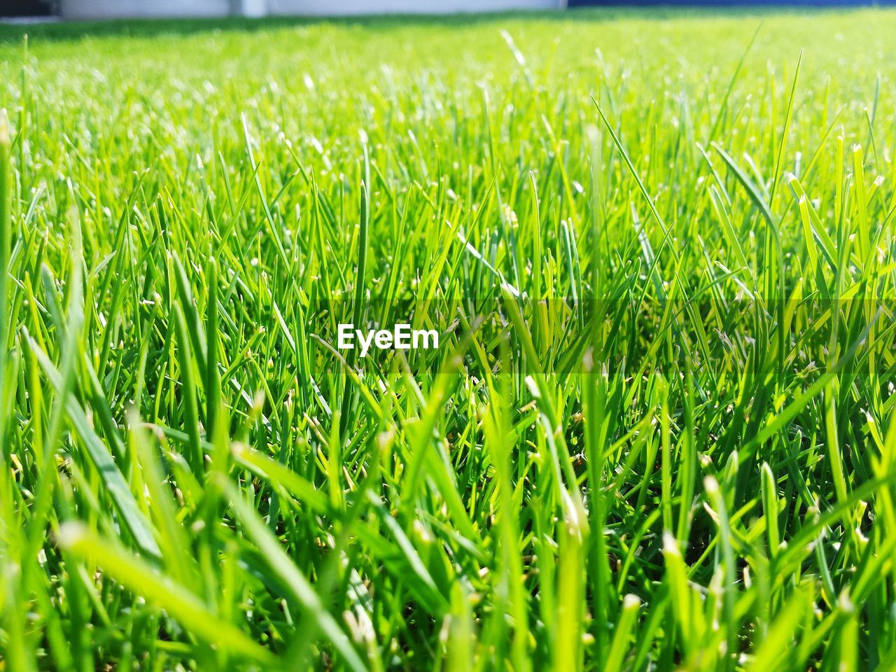 High angle view of grass growing on field on sunny day