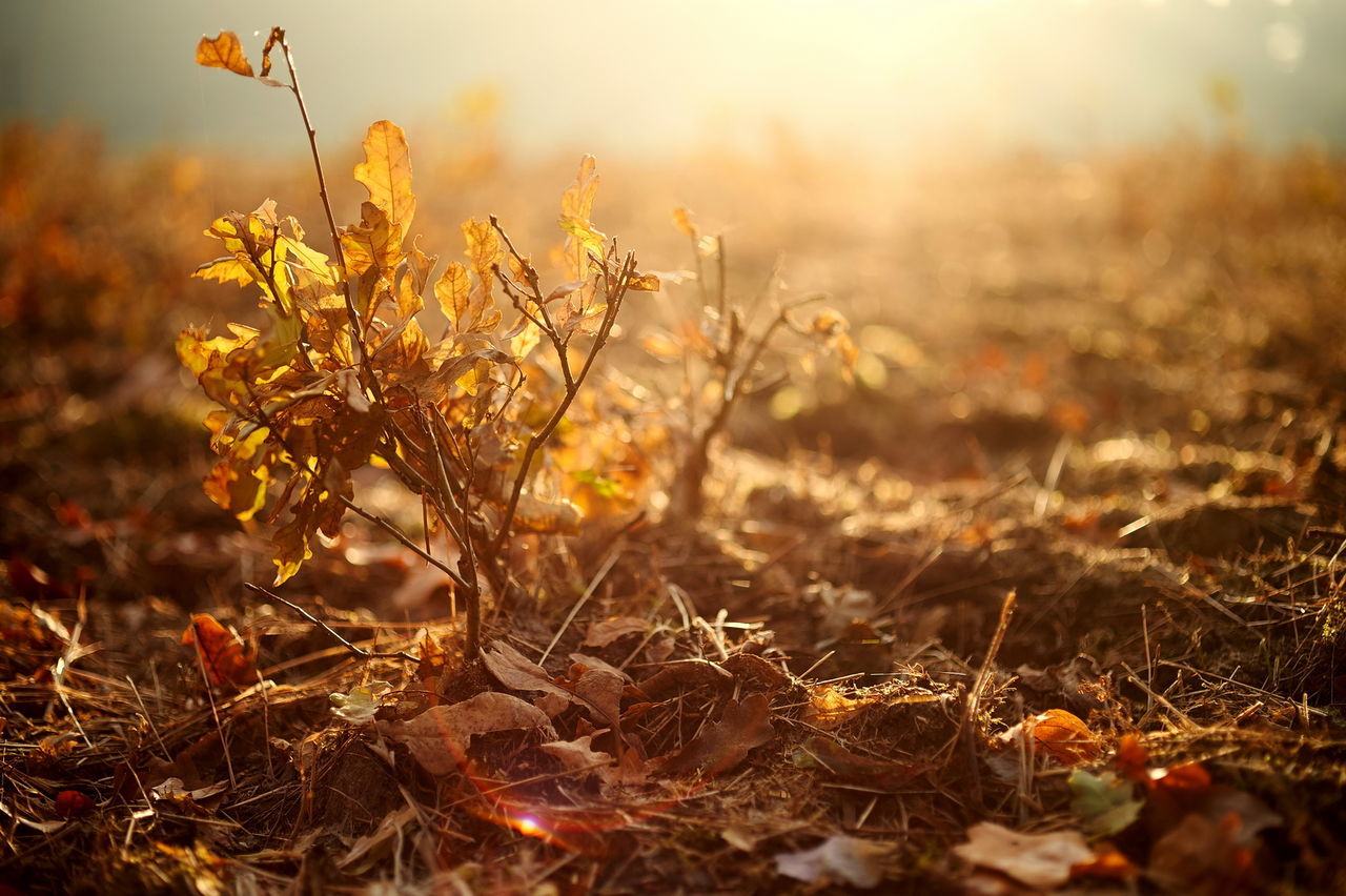 CLOSE-UP OF PLANT GROWING ON FIELD DURING SUNSET