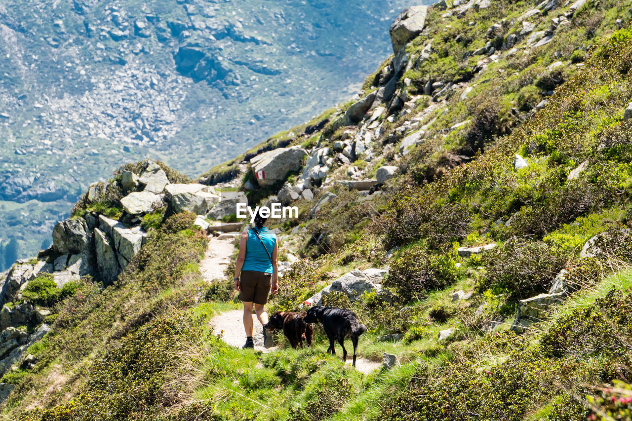 Rear view of woman with dogs on mountain