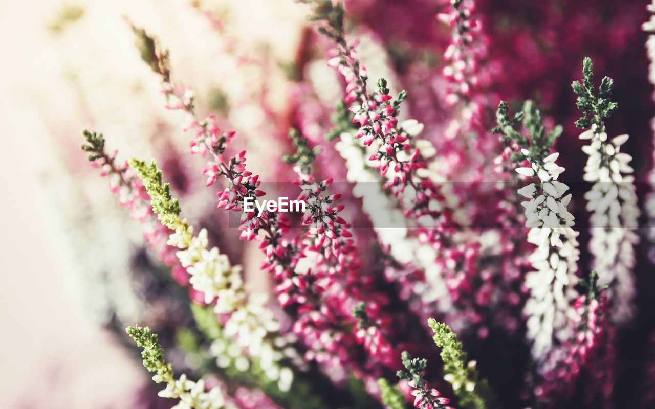 Close-up of flowers blooming outdoors