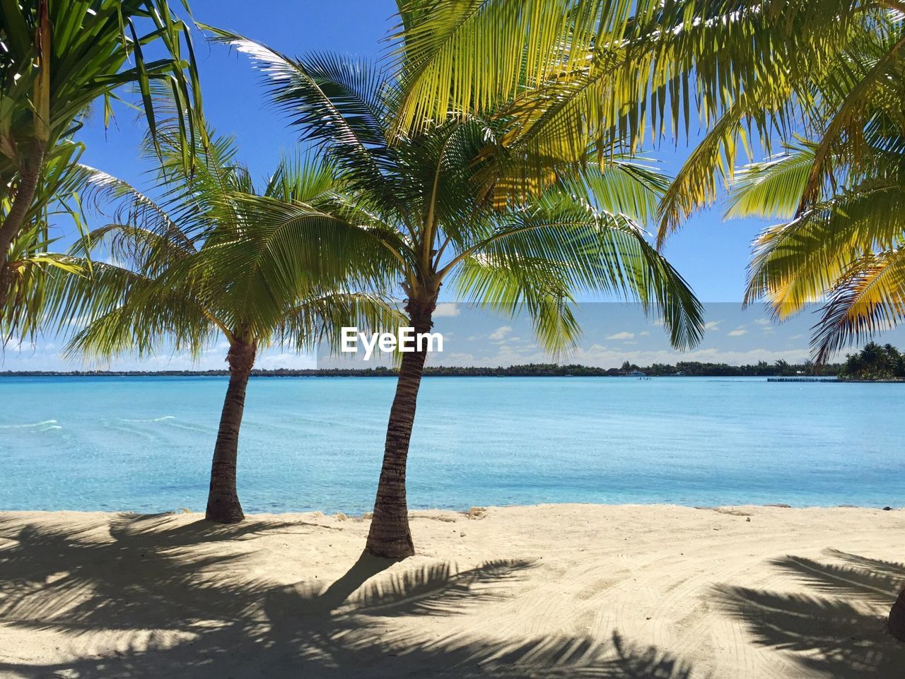 View of palm trees on calm beach