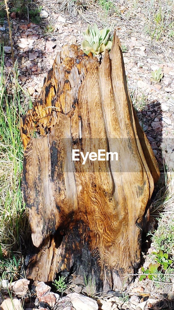 CLOSE-UP OF TREE BARK ON FIELD