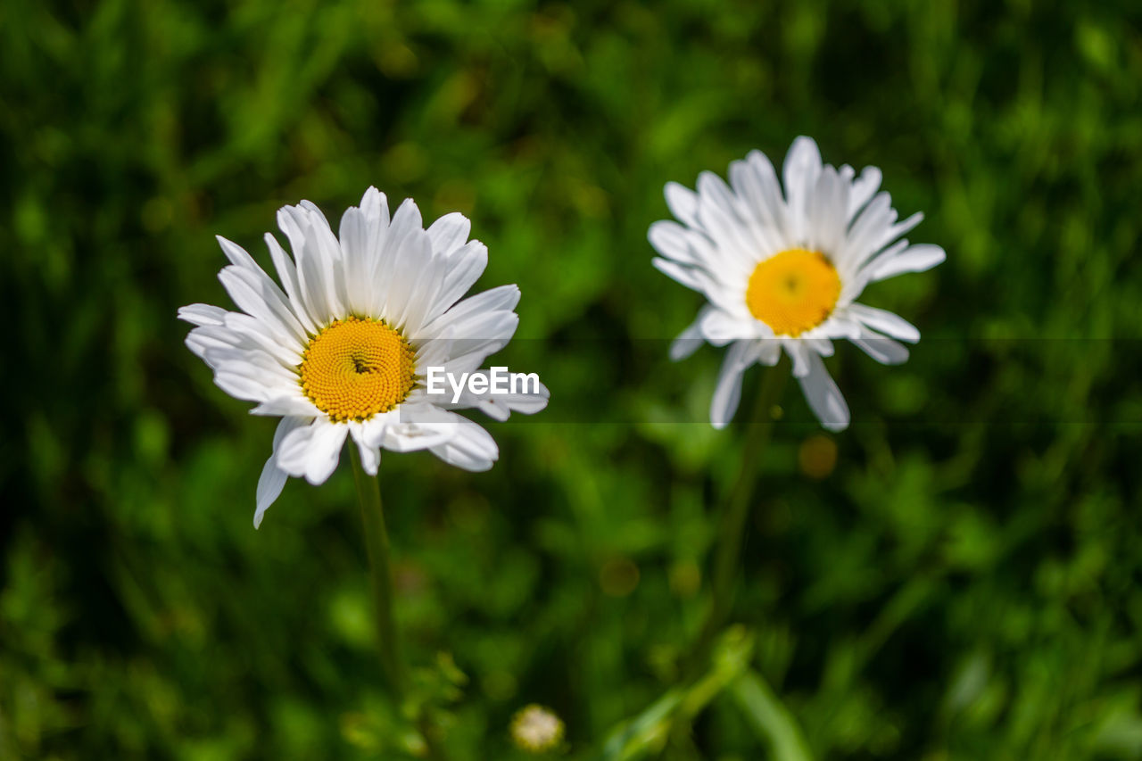 CLOSE-UP OF WHITE DAISIES