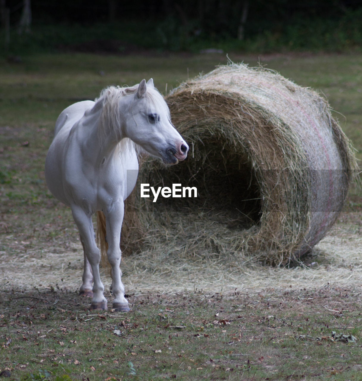 Foal by hay bale on field