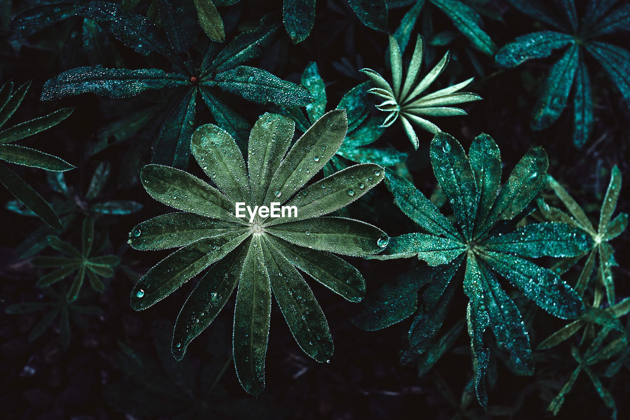 Close-up of wet leaves