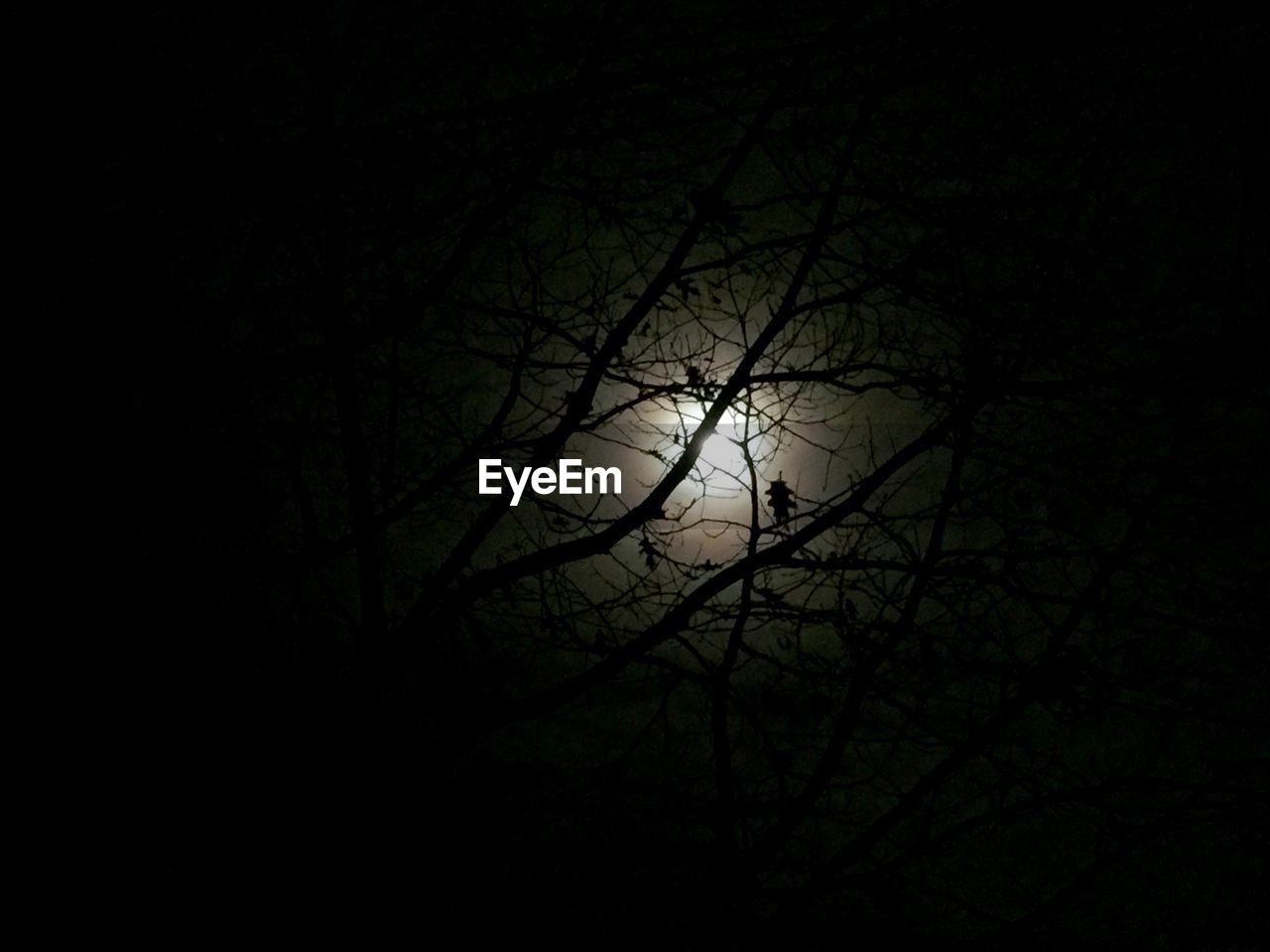 VIEW OF BARE TREES AGAINST SKY