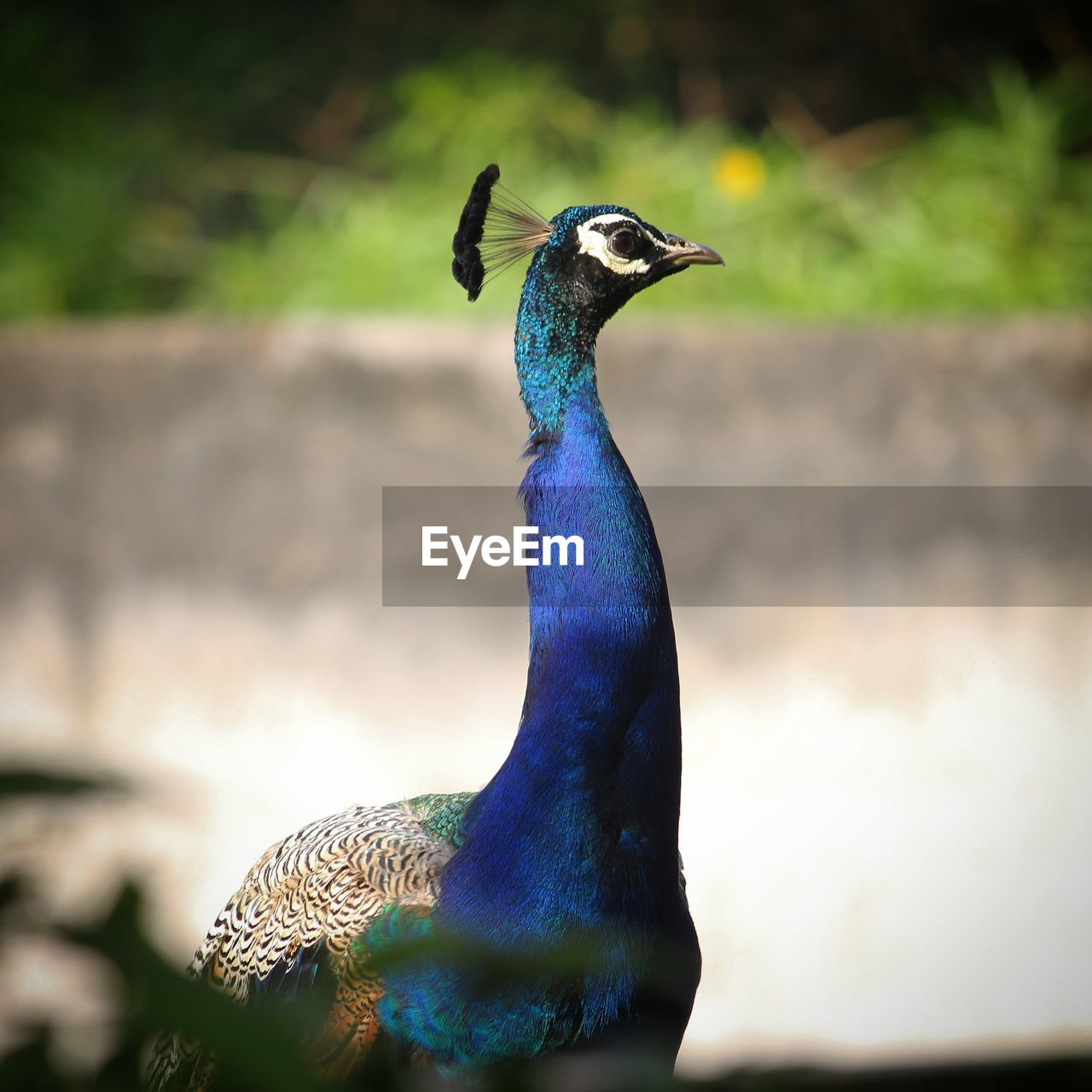 Close-up of a peacock