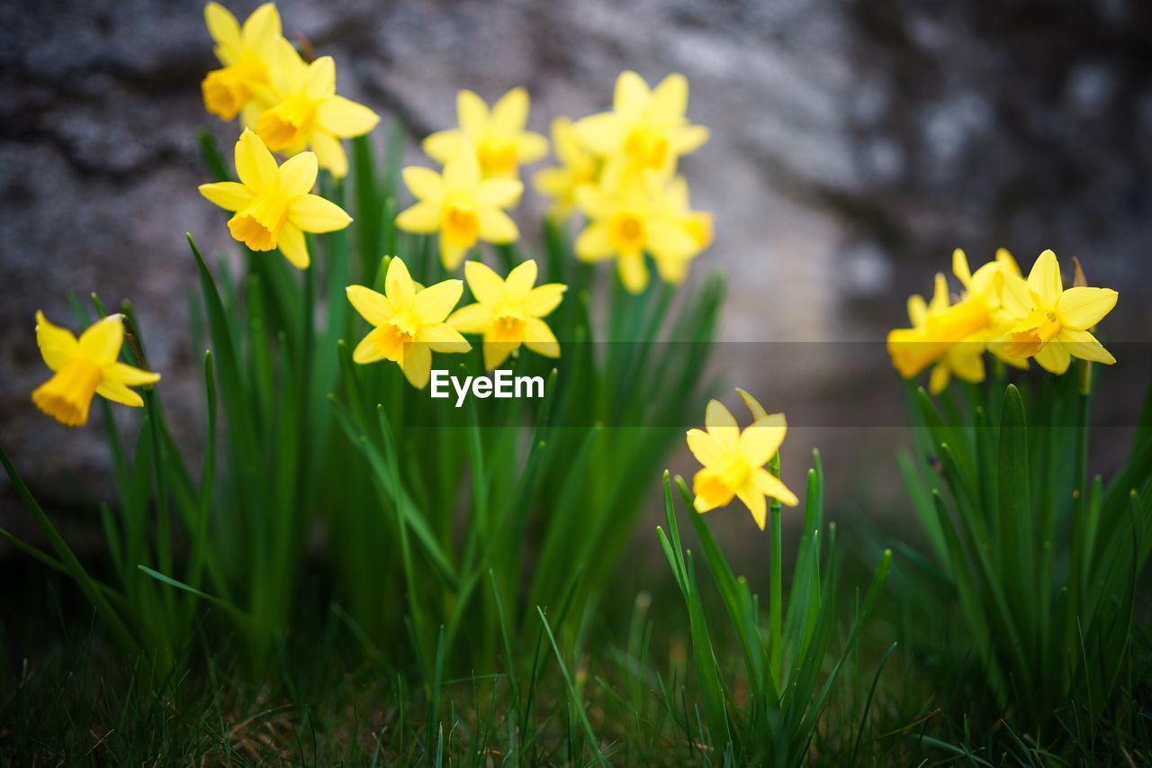 Close-up of yellow daffodils blooming on field