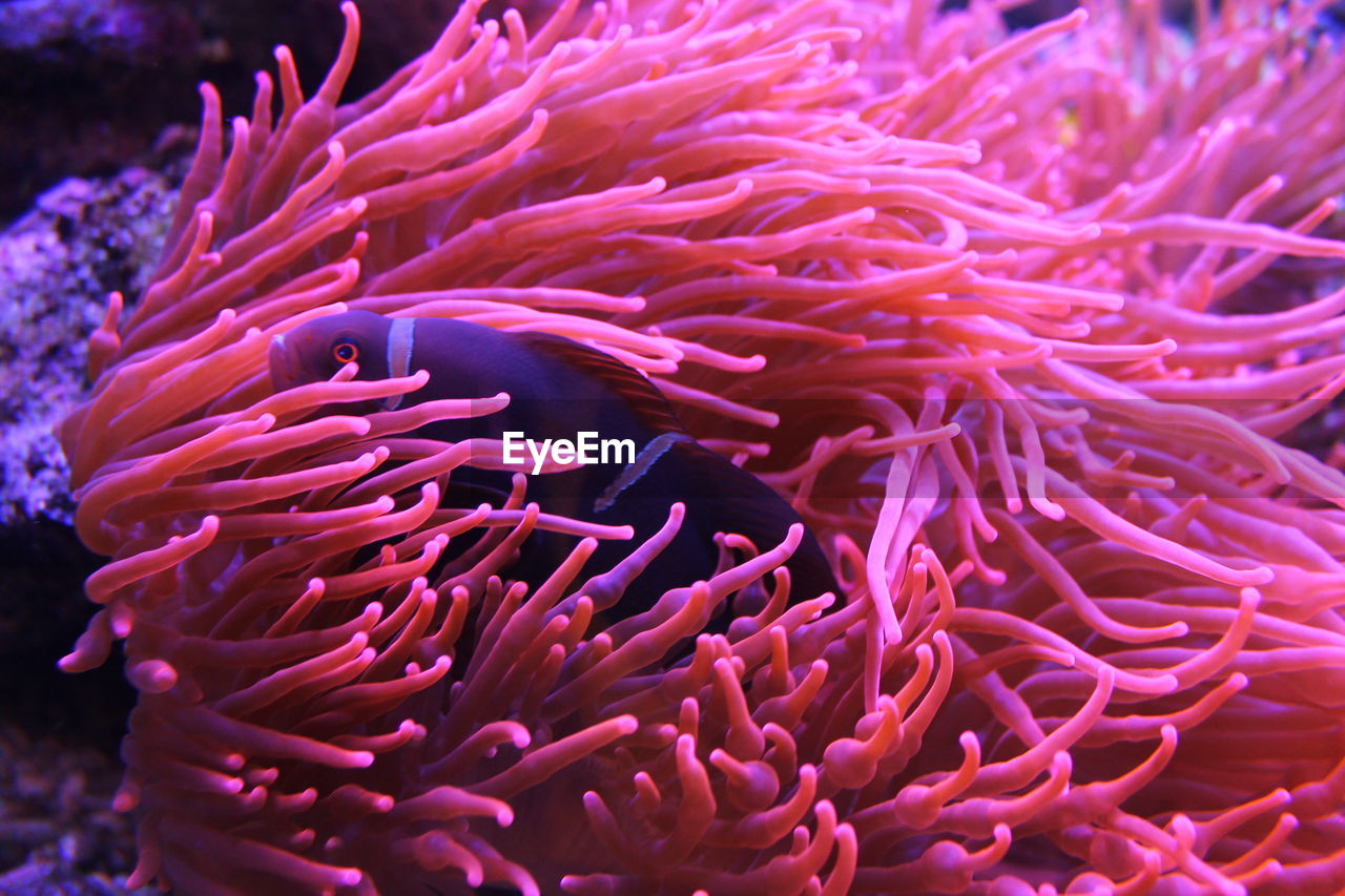 Close-up of a fish through coral in the sea