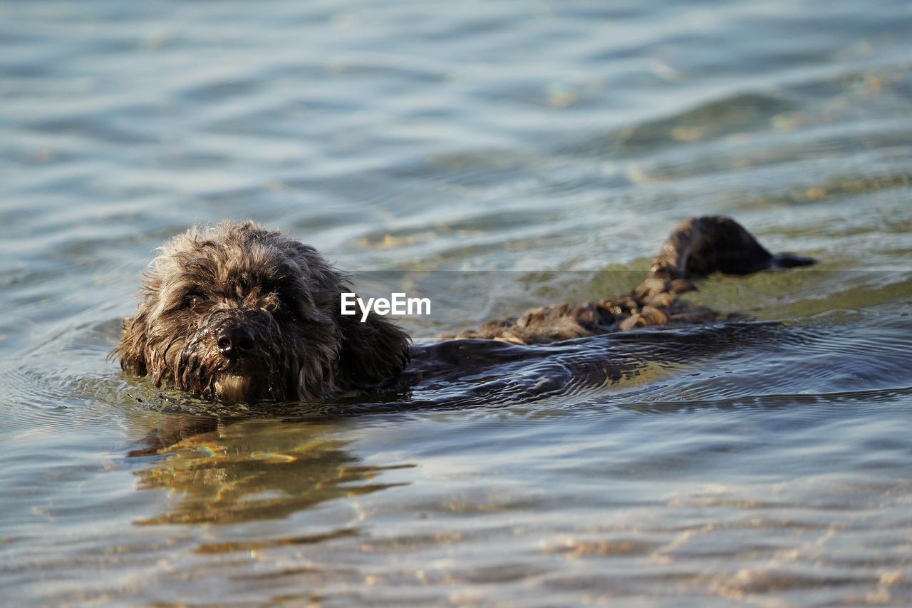 High angle view of dog in water