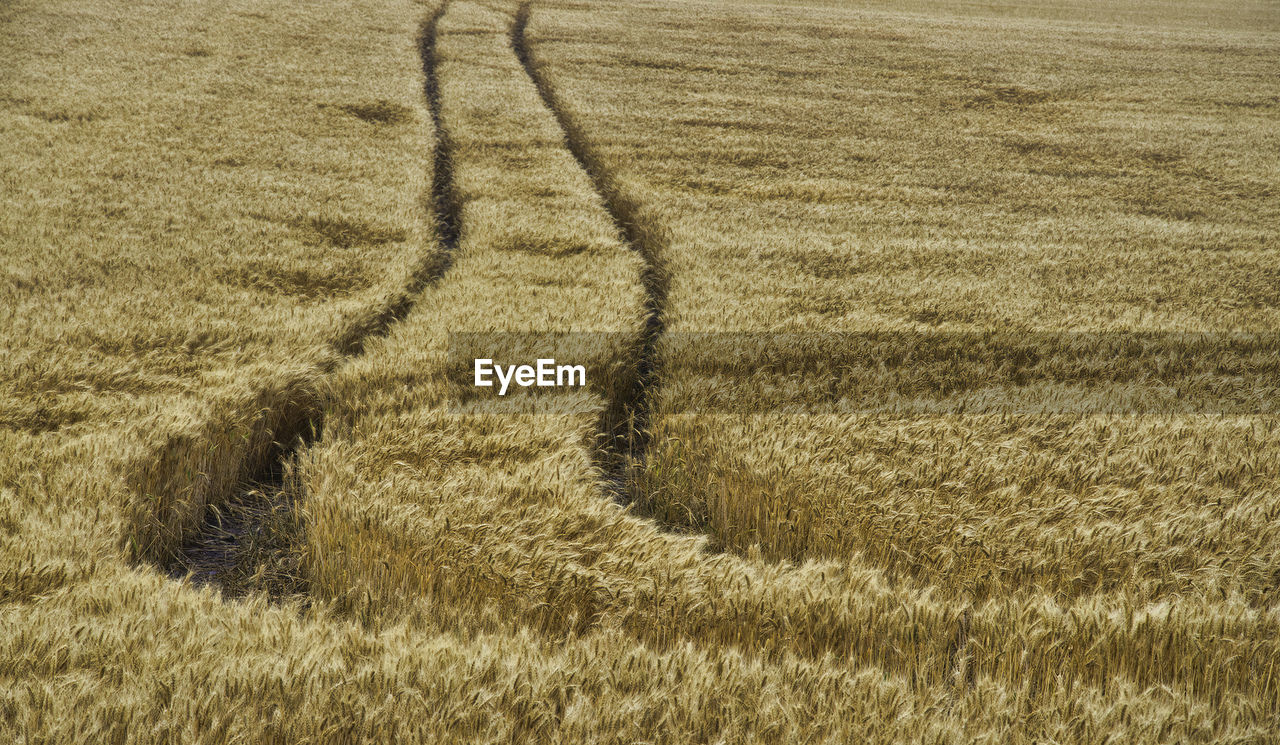 High angle view of agricultural field