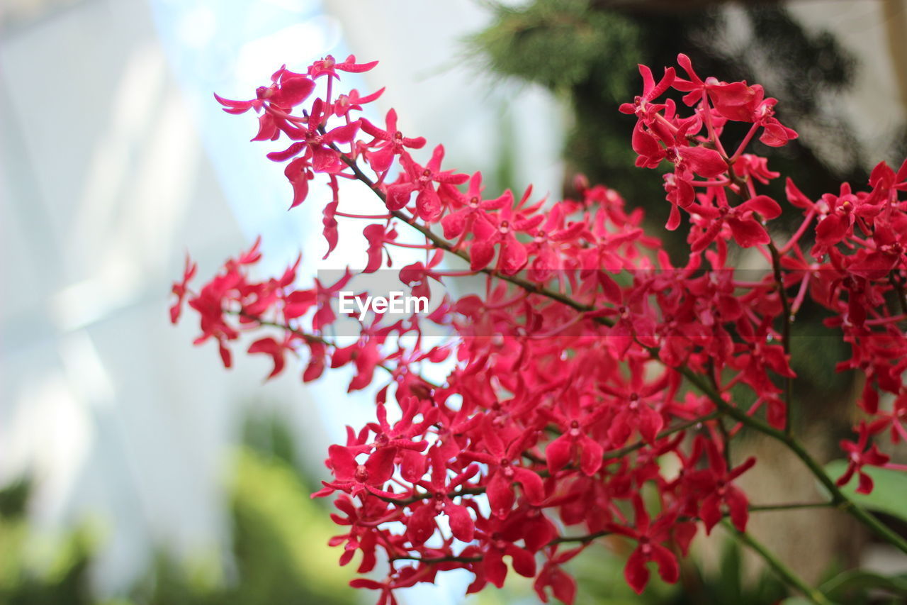 CLOSE-UP OF PINK FLOWERING PLANTS