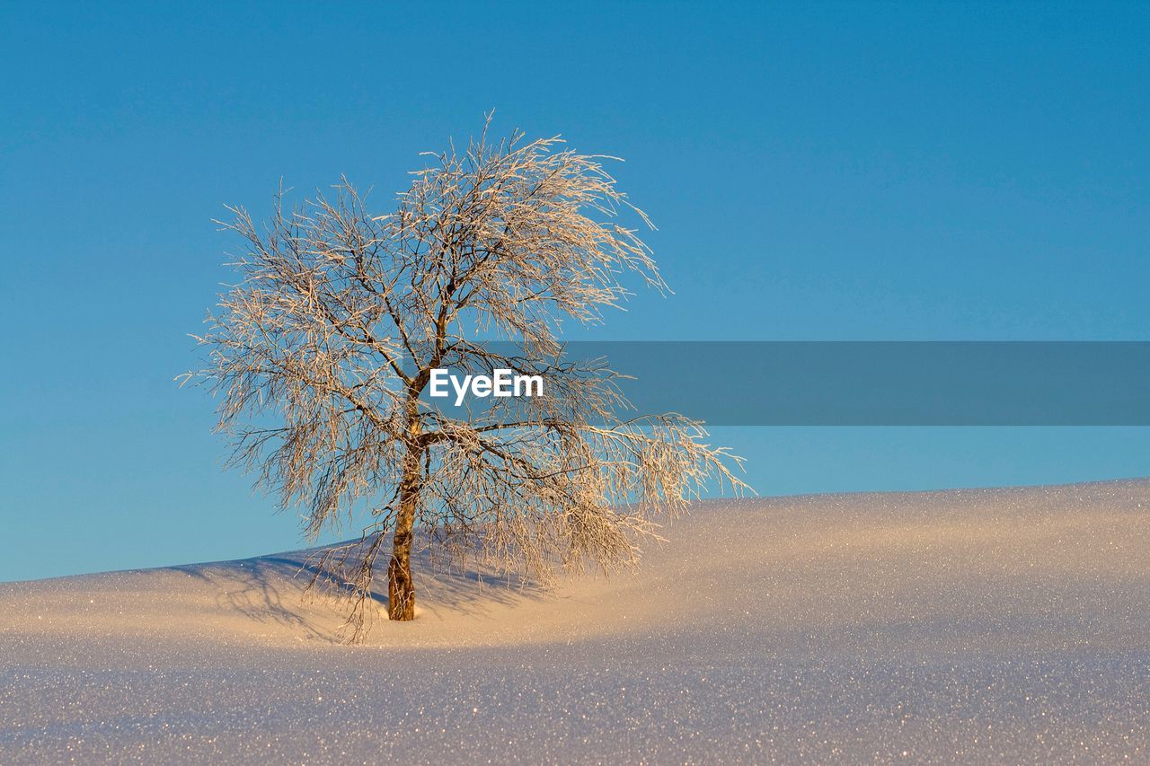 Bare tree on snow covered land against clear blue sky