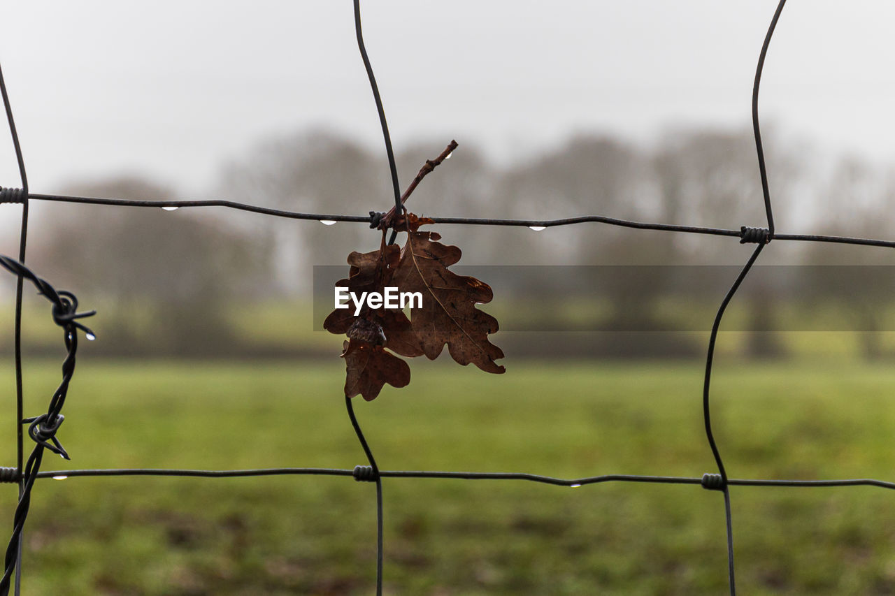 CLOSE-UP OF BARBED WIRE FENCE DURING SUNSET