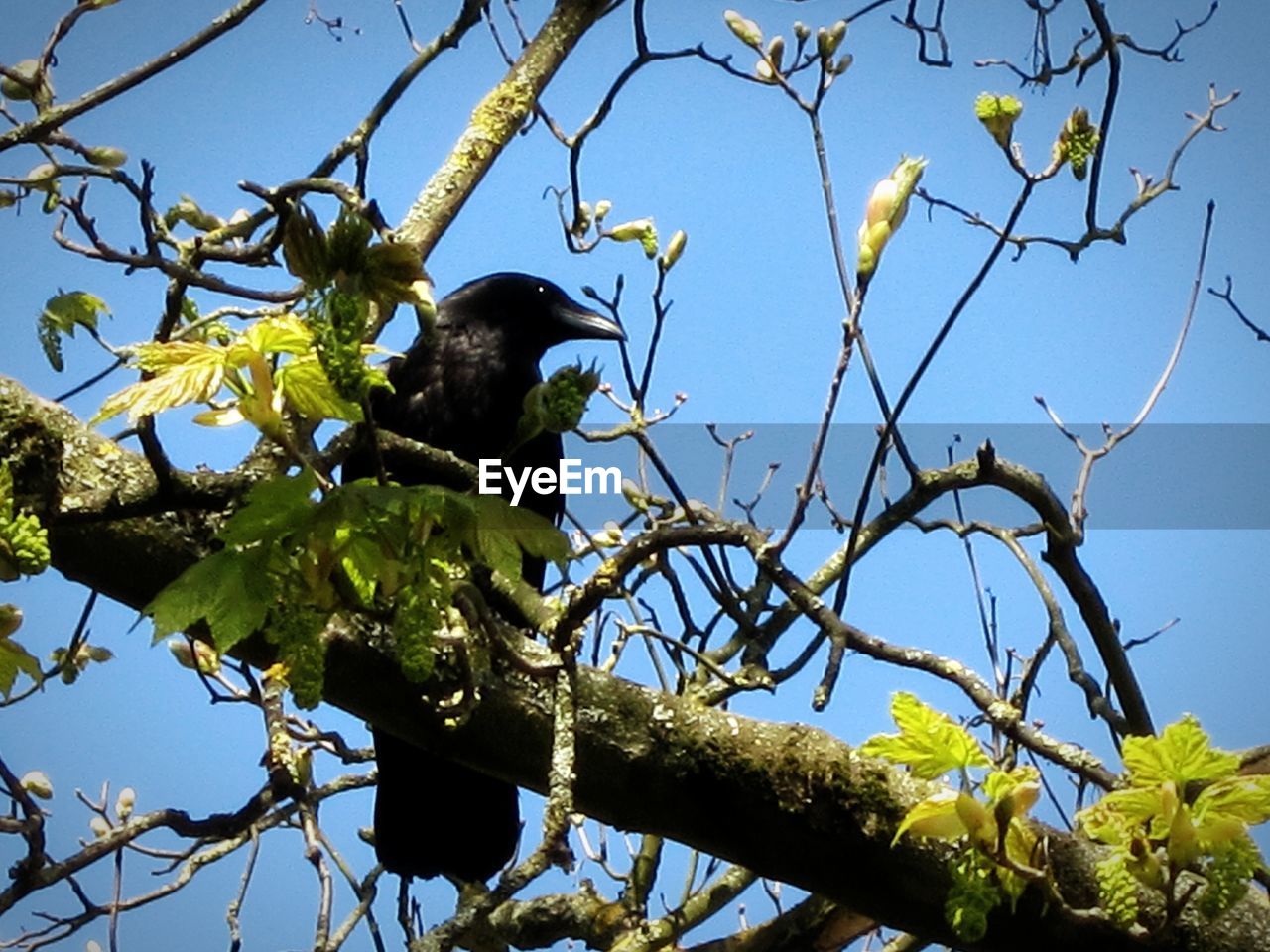 LOW ANGLE VIEW OF BIRDS PERCHING ON TREE