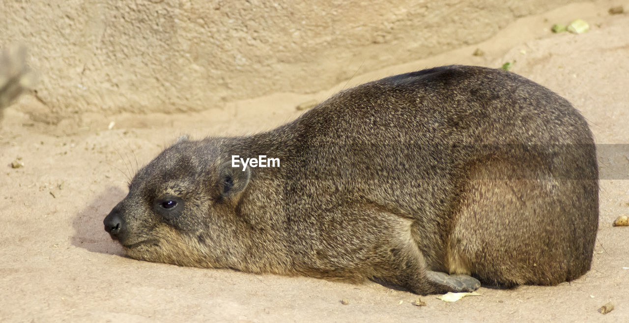 Close-up of hyrax on rock formation at zoo