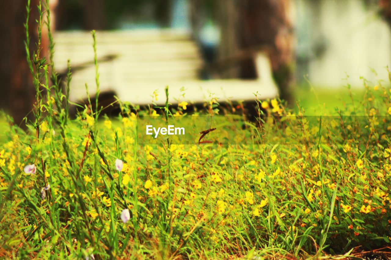 YELLOW FLOWERS ON FIELD