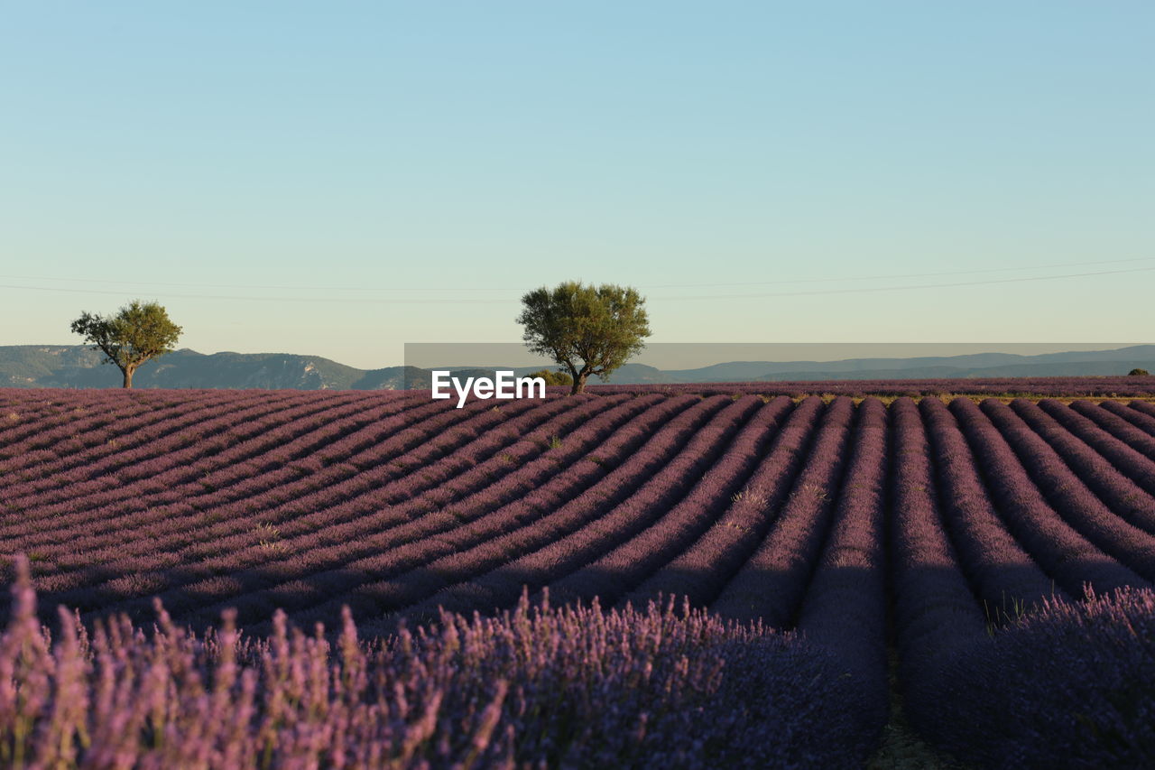 A sunrise near valensole