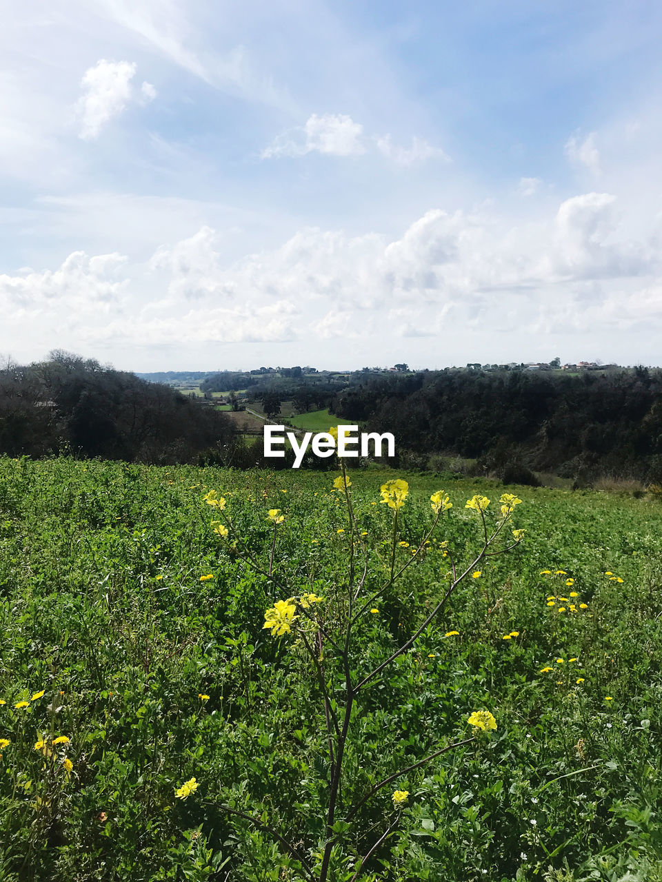 Scenic view of yellow flower field against sky