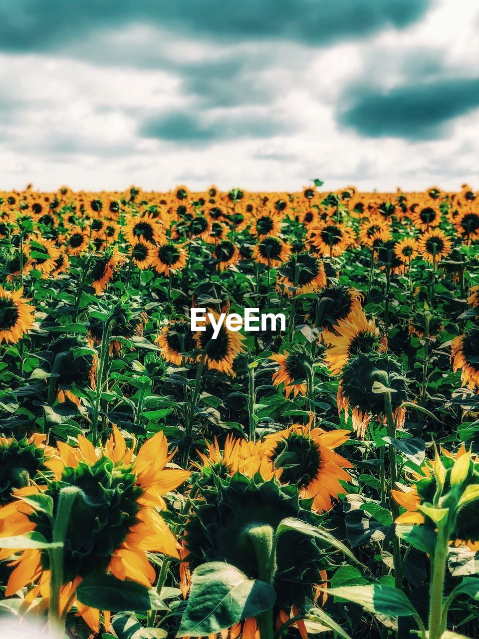 Scenic view of sunflower field against cloudy sky