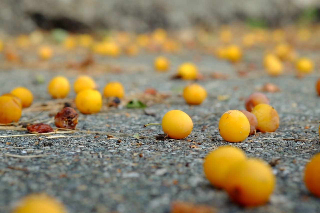 CLOSE-UP OF YELLOW LEAVES ON ROAD