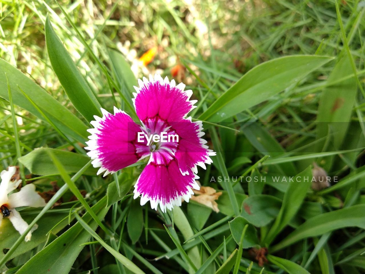 PURPLE FLOWER BLOOMING OUTDOORS