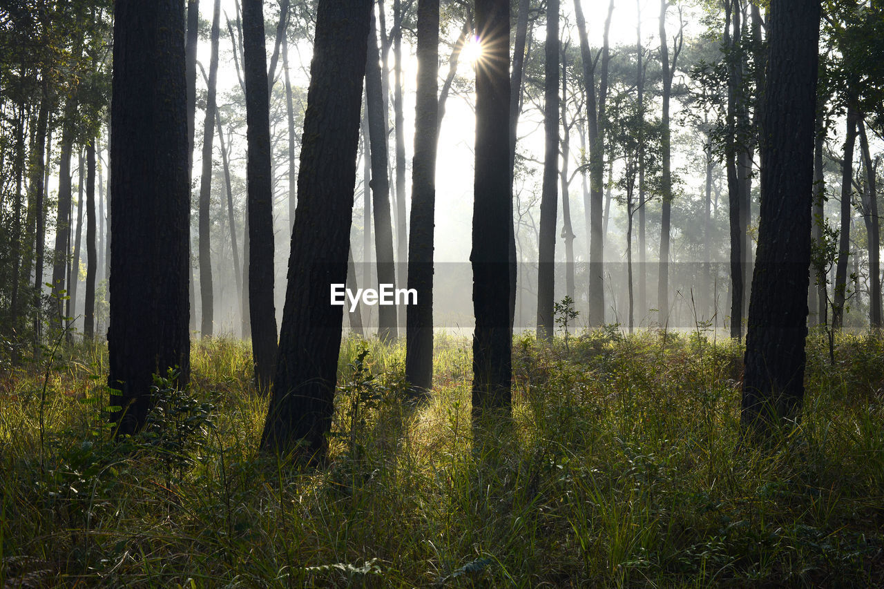 Trees in forest