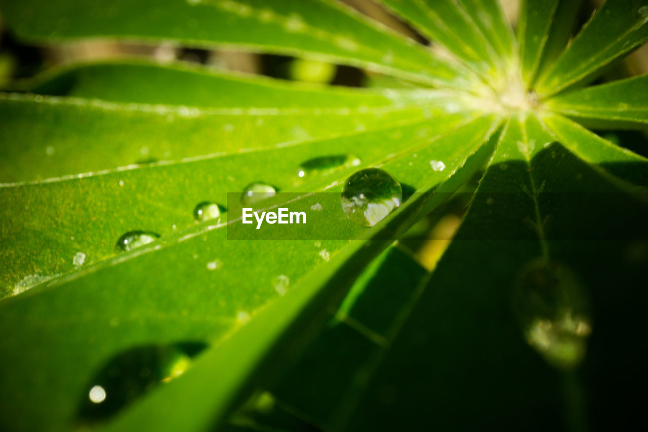 Close-up of water drops on leaf