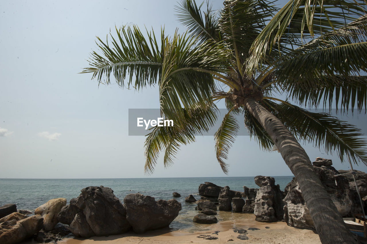 Palms and rocks at an empty vietnamese beach on a sunny day