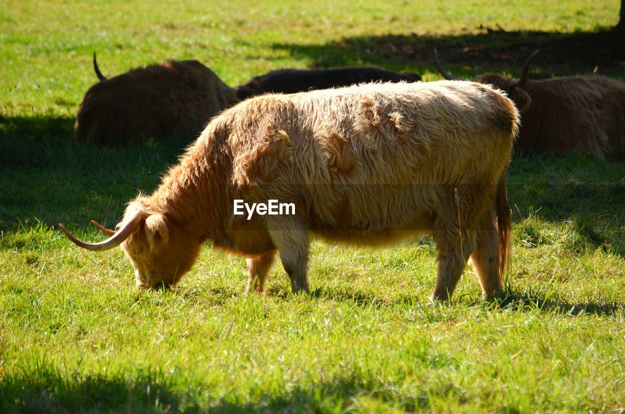 SHEEP IN A FIELD