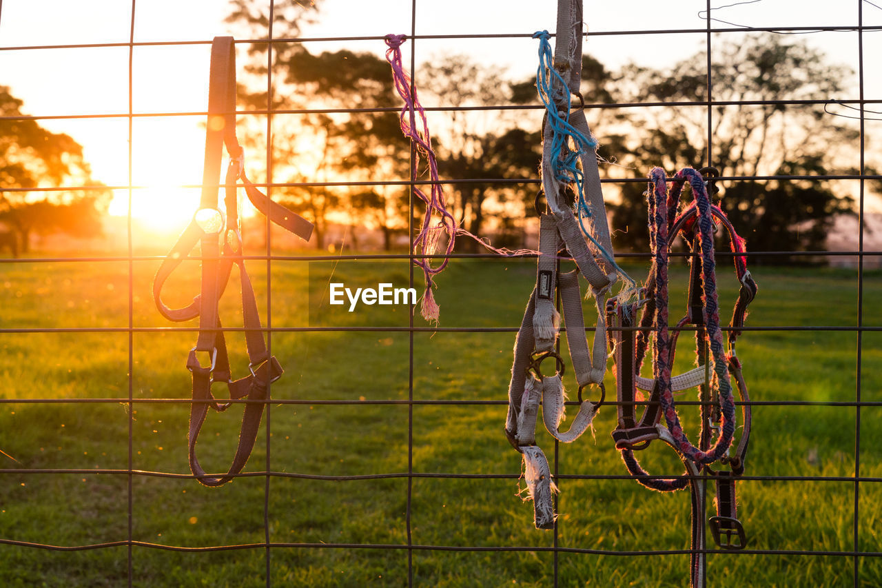 Bridles hanging on fence at field