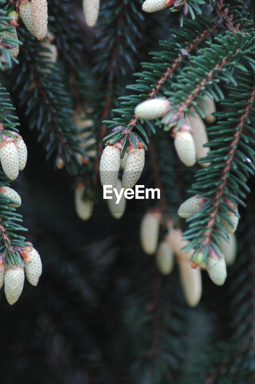 Close-up of pine tree