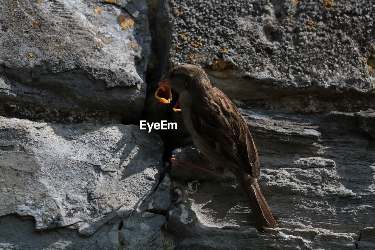 BIRD PERCHING ON ROCK