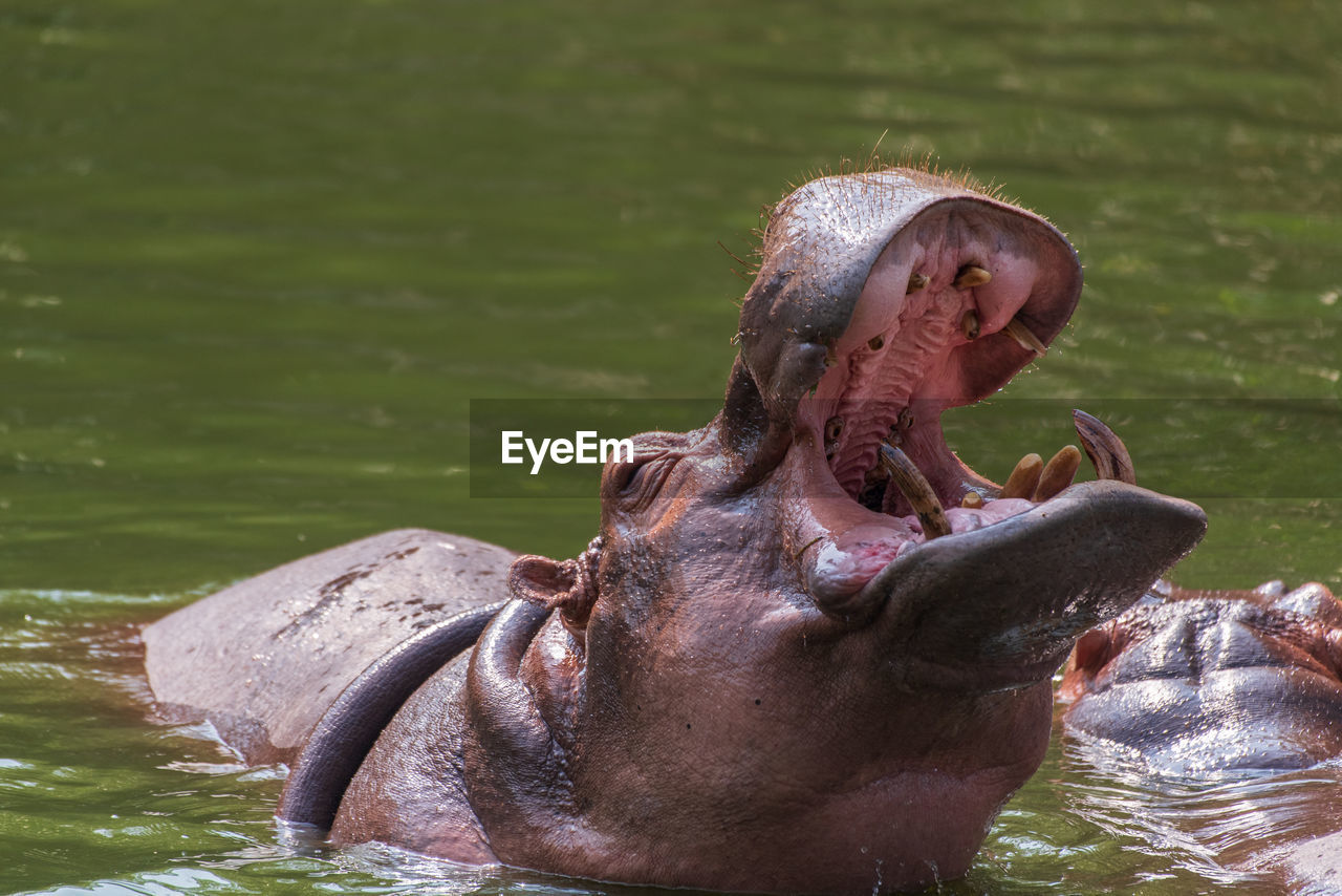 Hippos are among the largest living land mammals, 