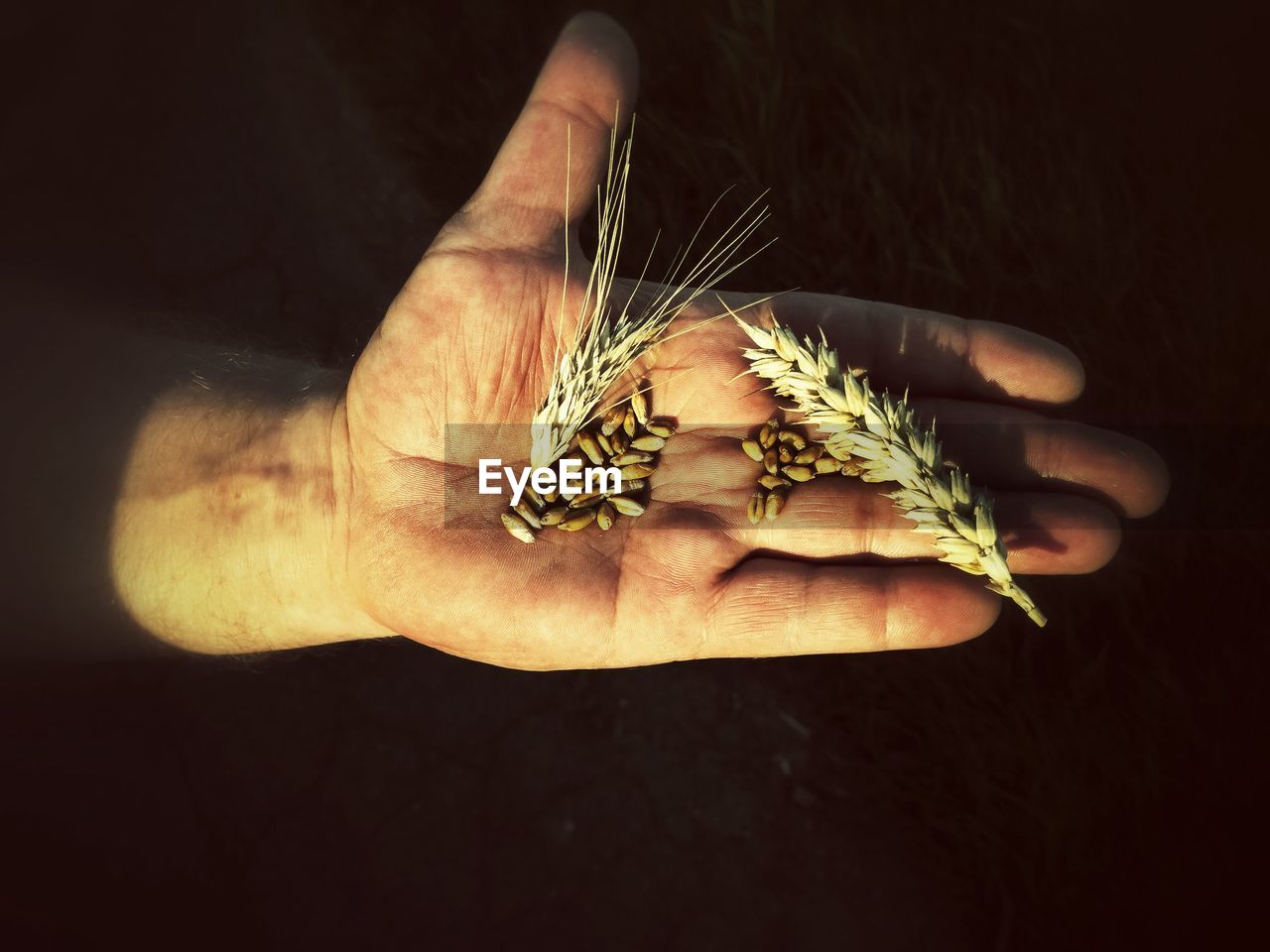 Cropped image of hand holding wheat grains on sunny day