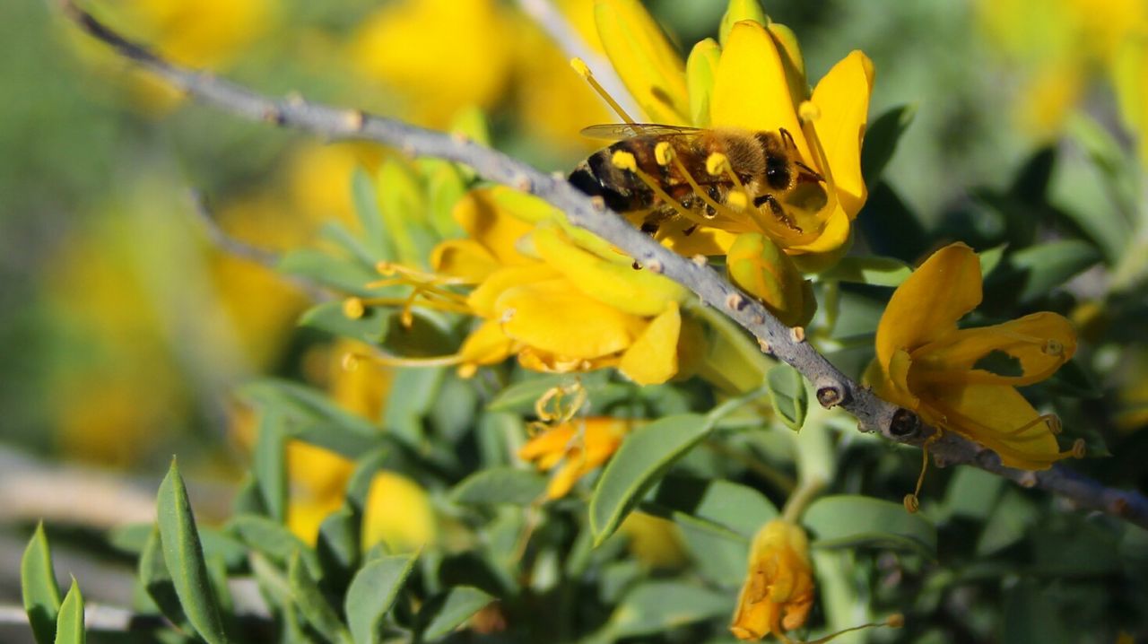 CLOSE-UP OF BEE POLLINATING ON YELLOW FLOWERS