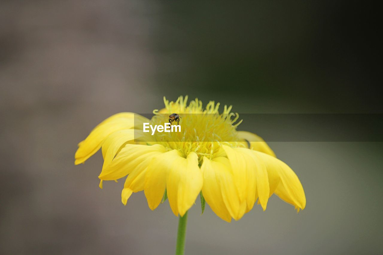 Close-up of yellow flowering plant